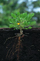 Cross section through soil showing Peanut (Arachis hypogaea) plant roots,  Japan, sequence 1/2