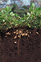Cross section through soil showing Peanut (Arachis hypogaea) plant nuts underground,  Japan, sequence  2/2