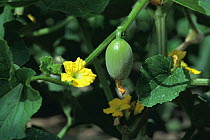 Melon (Cucumis melo) fruit developing, Japan, sequence 1/4