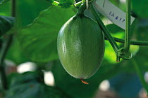 Melon (Cucumis melo) fruit developing, Japan, sequence 2/4