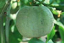 Melon (Cucumis melo) fruit developing, Japan, sequence 3/4