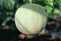Melon (Cucumis melo) fruit developing, Japan, sequence 4/4
