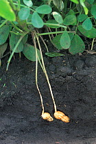 Cross section through soil showing Peanut (Arachis hypogaea) nuts growing underground, Japan