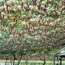 Grapevine trellis (Vitis vinifera) in vineyard with bunches of grapes hanging down, October, Japan