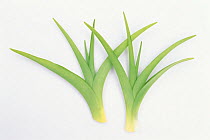 Day lily (Hemerocallis fulva var. kwanso) young leaves on white background