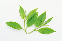 Japanese Spindle Tree (Euonymus sieboldianus) young leaves on white background, Japan