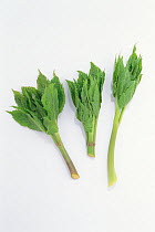 Angelica (Angelica keiskei) young leaves on white background