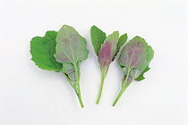 Goosefoot (Chenopodium album var. centrorubrum) young leaves on white background, Japan