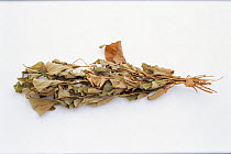 Chameleon Plant (Houttuynia cordata) dried leaves on white background, Japan