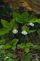 Gaudy Jack / Japanese Cobra Lily (Arisaema sikokianum) Kochi, Japan