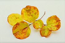 China Root (Smilax china) yellow-tinged leaves  on white background, Japan, November