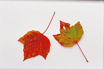 Japanese Red Maple (Acer pycnanthum) autumn leaves on white background, Japan