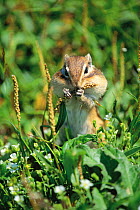 Ezo Chipmunk (Tamias sibiricus lineatus) with its mouth full and buccal pouch swollen with seeds, Mt. Daisetsu, Hokkaido, Japan, August