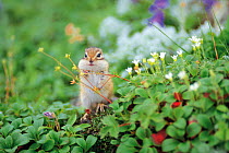 Ezo Chipmunk (Tamias sibiricus lineatus) with its mouth full and buccal pouch swollen with plants and seeds, Mt. Daisetsu, Hokkaido, Japan, August
