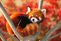 Red / Lesser Panda (Ailurus fulgens) curled up in tree, captive, Oji Zoo, Japan.