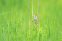 Marsh Grassbird / Japanese Grass Warbler (Megalurus pryeri) perched on grass with legs stretched out, singing, Hotokenuma Marsh, Aomori, Japan, June
