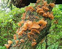 Fungus (Auricularia auricula) growing on tree trunk, Nagano, Japan
