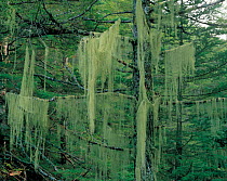 Beard Moss (Usnea longissima) covering trees, Mt. Nyukasa, Nagano, Japan, September