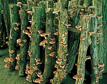 Commerical growing of Shiitake Mushrooms (Agaricus / Lentinus edodes) Nagano, Japan,