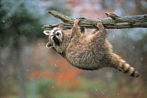 Raccoon (Procyon lotor) hanging from the branch in snow, Minnesota, USA