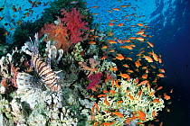 Lionfish (Pterois volitans) and school of anthias on coral reef, Red Sea