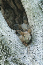 Eurasian Red Squirrel (Sciurus vulgaris orientis) young, looking out of tree hollow, Hokkaido, Japan