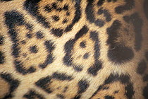 Close up of fur pattern of Jaguar (Panthera onca) captive
