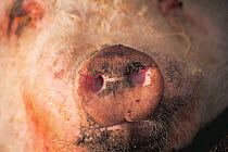 Close up of snout of Domestic pig (Sus scrofa domestica)