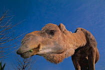 Close up of Dromedary / One-humped camel (Camelus dromedarius) leaning down to feed on vegetation, captive, Tobu Zoo, Saitama, Japan
