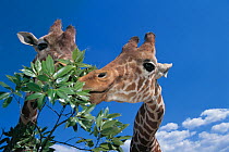 Reticulated Giraffes (Giraffa camelopardalis reticulata) feeding, close-up, captive, Tobu Zoo, Saitama, Japan