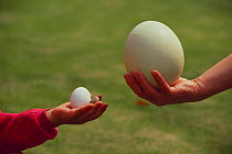 Comparison of size of eggs of Domestic Chicken (Gallus domesticus) and Ostrich (Struthio camelus), Tobu Zoo, Saitama, Japan