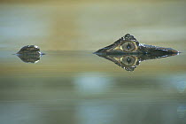 Spectacled Caiman (Caiman crocodilus) eyes and nose just above water, captive, Tobu Zoo, Saitama, Japan