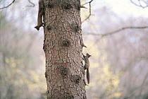 Eurasian Red Squirrel (Sciurus vulgaris orientis) two chasing each other up tree trunk, Hokkaido, Japan, April