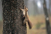 Eurasian Red Squirrel (Sciurus vulgaris orientis) on tree trunk, Hokkaido, Japan, April
