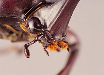 Close up of mouthparts of male Japanese horned beetle (Allomyrina dichotomus) Japan