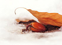 Konara Oak (Quercus serrata) acorn seed rooting to pass through the winter, Japan