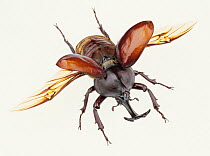 Male Japanese horned / rhinoceros beetle (Allomyrina dichotomus) on white background, Japan