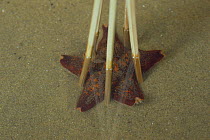 Seastar (Asterina pectinifera) sequence showing how starfish moves out of 'cage' of fixed vertical sticks, Japan, sequence 1/4