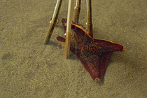 Starfish (Asterina pectinifera) sequence showing how starfish moves out of 'cage' of fixed vertical sticks, Japan, sequence 4/4