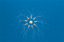 Hydrozoan jellyfish (Cladonema japonica / uchidai) Japan