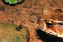Japanese Common Toad (Bufo japonicus japonicus) female and young froglet, Nagasaki, Japan