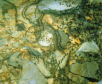 Strings of toad spawn (Bufo torrenticola) laid in water, Nara, Japan, May