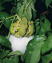 Forest Green Treefrog (Rhacophorus arboreus) several males attempting to mate with one larger female who is laying eggs in foam in a tree, Japan