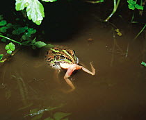 Tokyo Daruma Pond Frog (Rana porosa porosa) feeding on Japanese Tree Frog (Hyla japonica), Japan
