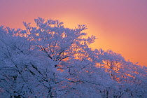 Japanese Beech (Fagus crenata) in winter with branches covered in hoar frost and reddening sky in the background, Japan