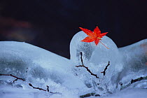 Maple (Acer sp) fallen leaf on frozen branch, Japan