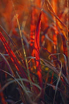 Japanese Blood Grass (Imperata cylindrica) in autumn colour, Kochi, Japan, December
