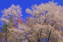 Wild Cherry tree (Prunus / Cerasus jamasakura) blowing in the wind, Kochi, Japan, April