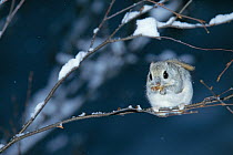 Russian Flying Squirrel (Pteromys volans) foraging in tree, Hokkaido, Japan, March