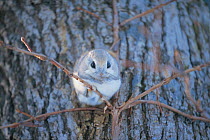 Russian Flying Squirrel (Pteromys volans) resting on branch, Hokkaido, Japan, February